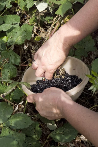 Picking blackberries — Stock Photo, Image