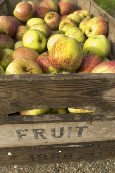 Gesneden fig — Stockfoto