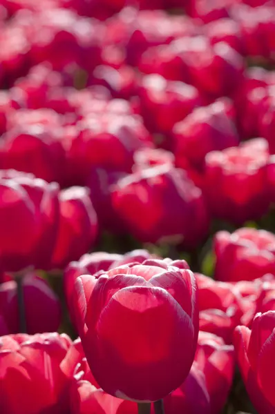 Rote Tulpen — Stockfoto