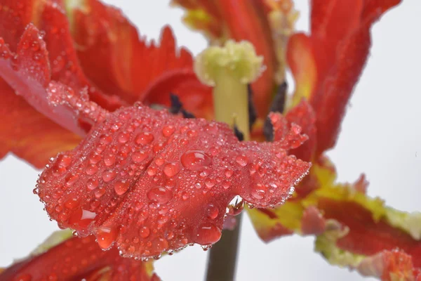 Rode parot tulip — Stockfoto