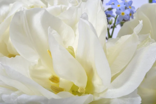 Witte tulip close-up — Stockfoto