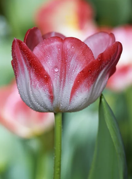 Tulpen — Stockfoto