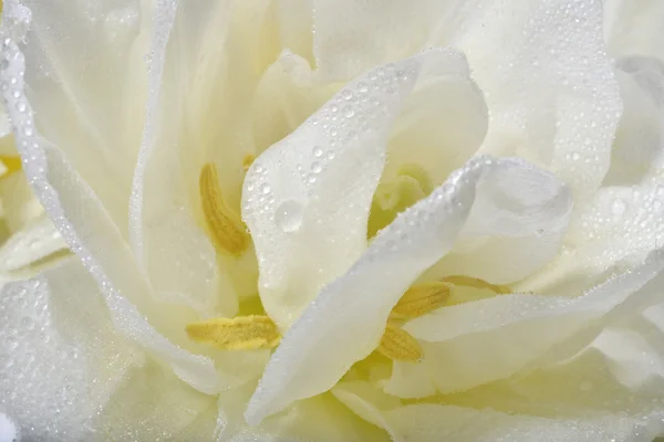 Withe rose closeup — Stock Photo, Image