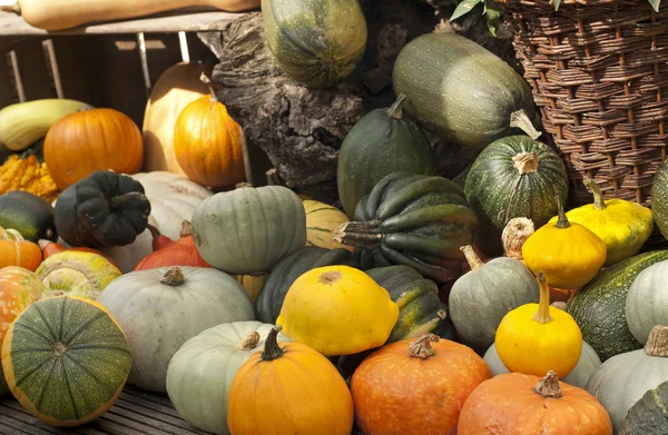 Pumpkin — Stock Photo, Image