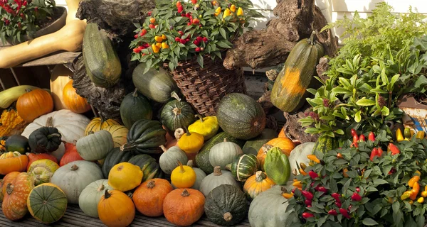 Calabaza — Foto de Stock