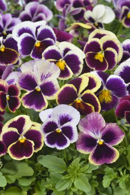 Farklı renkler Hercai Menekşe