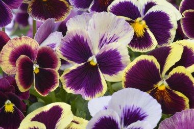 Farklı renkler Hercai Menekşe