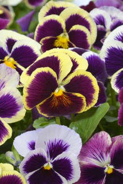 Farklı renkler Hercai Menekşe