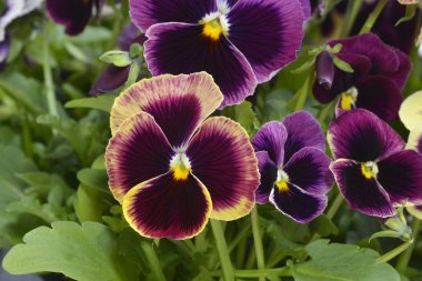 Farklı renkler Hercai Menekşe