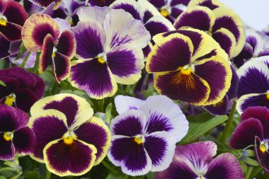 Farklı renkler Hercai Menekşe