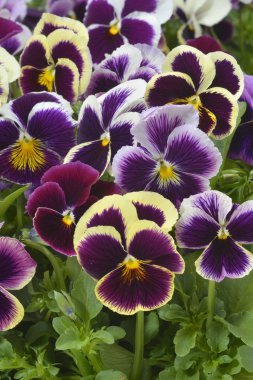 Farklı renkler Hercai Menekşe