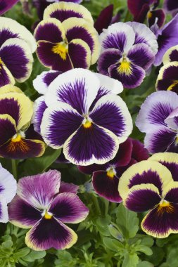 Farklı renkler Hercai Menekşe