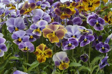 Farklı renkler Hercai Menekşe