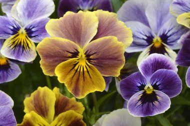 Farklı renkler Hercai Menekşe