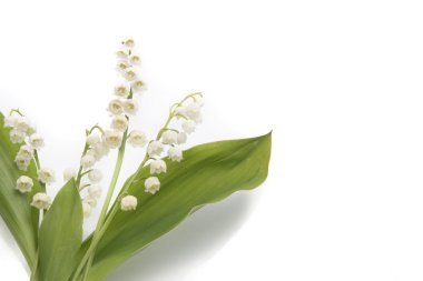 Lily of the Valley clipart