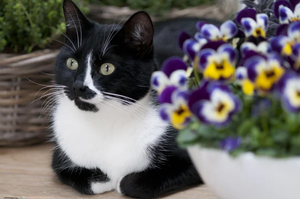 Кот между прошлыми цветами — стоковое фото
