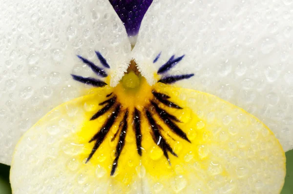 Viooltje bloem — Stockfoto