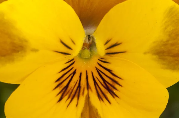 Pansy flor — Fotografia de Stock