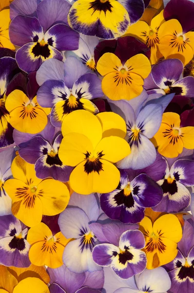 Gemengde kleuren van viooltjes — Stockfoto