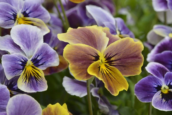 Different colors  pansies — Stock Photo, Image