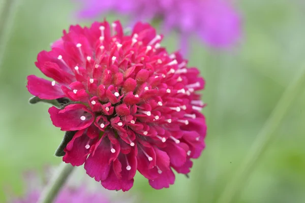 Knautia macedonicain jardín primer plano — Foto de Stock