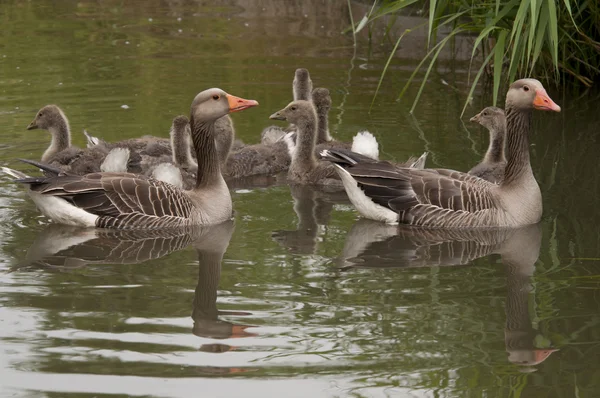 Goose familj i vatten i Nederländerna — Stockfoto