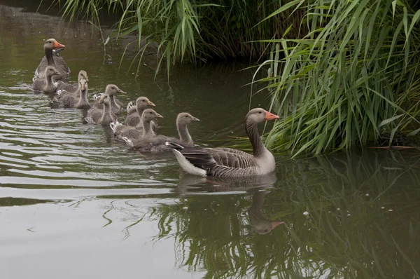 Família de ganso na água Países Baixos — Fotografia de Stock