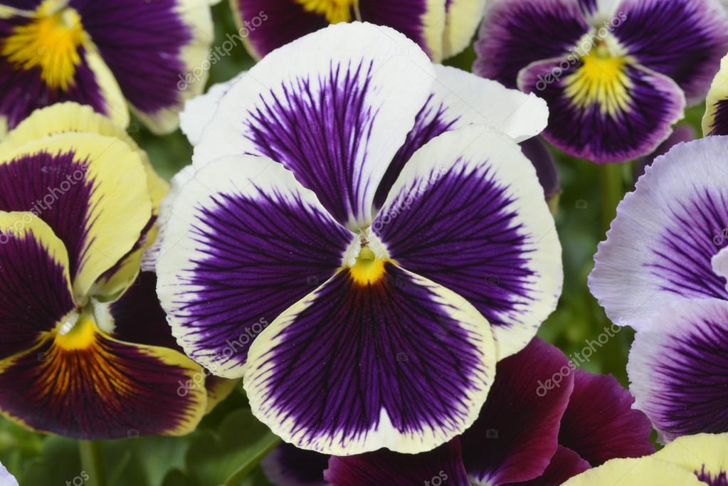 Different colors pansies — Stock Fotografie © AnjoKanFotografie 73321737