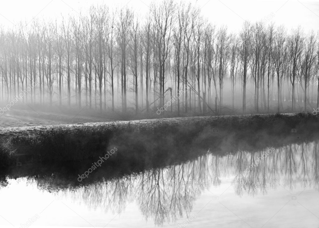 Misty morning in forest