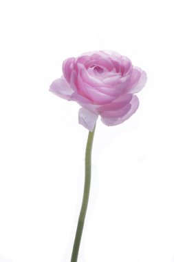 Beyaz arka plan üzerinde izole pembe spearwort