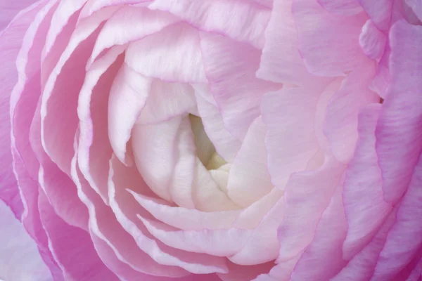 Spearwort rose gros plan — Photo