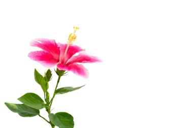 Pembe Hibiscus çiçek kafa izole