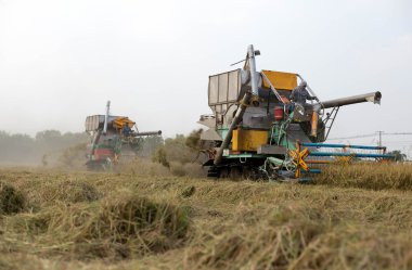 Pirinç hasat hasat makine kimliği belirsiz erkekle alan wo