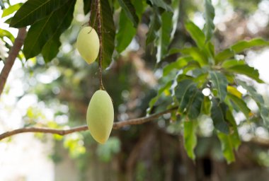 bir mango ağacının Mango meyve 
