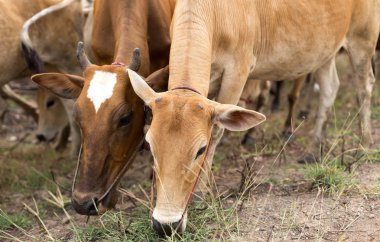 Grup bir alanda çim yeme Asya inek 