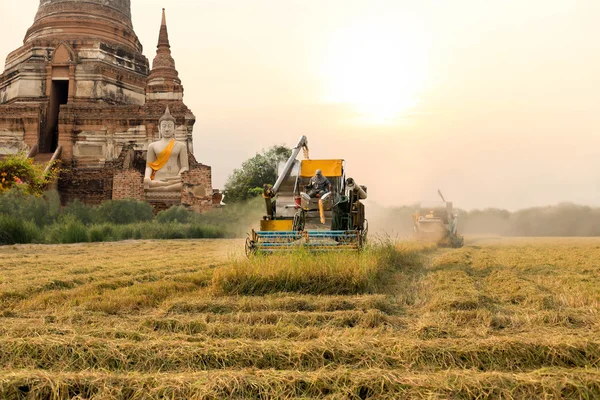 Unidentified man with Harvester machine to harvest rice field an — Stock Photo, Image