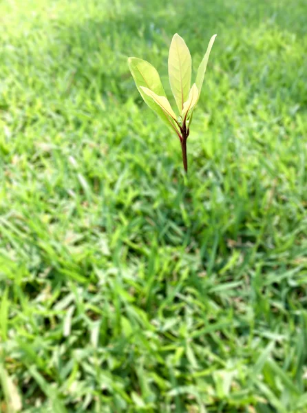 Nueva planta de vida creciendo sobre hierba verde en el jardín —  Fotos de Stock