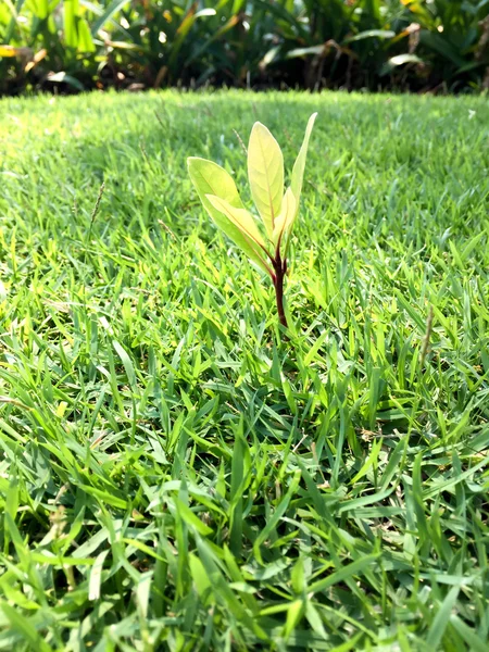 Nueva planta de vida creciendo sobre hierba verde en el jardín — Foto de Stock