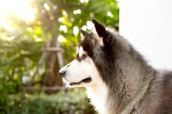 Perro malamute de Alaska mira hacia adelante a la luz del sol brillante — Foto de Stock