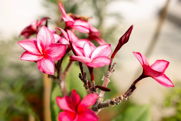 Red Plumeria atau bunga Frangipani mekar — Stok Foto