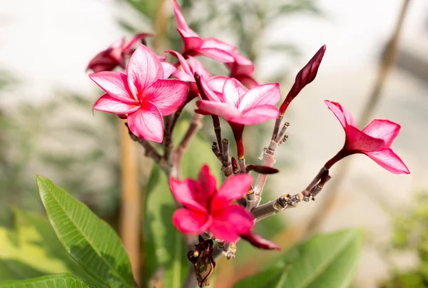 Red Plumeria atau bunga Frangipani mekar — Stok Foto