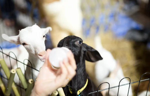 Focus on goat eye woman feeding milk to  baby goat