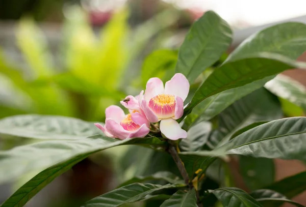 Gustavia gracillima bunga Miers mekar — Stok Foto