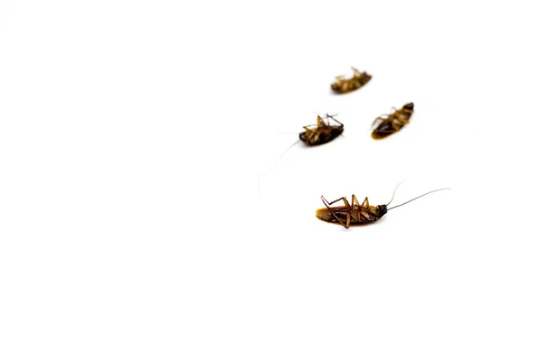 Изолированная группа мертвых тараканов — стоковое фото