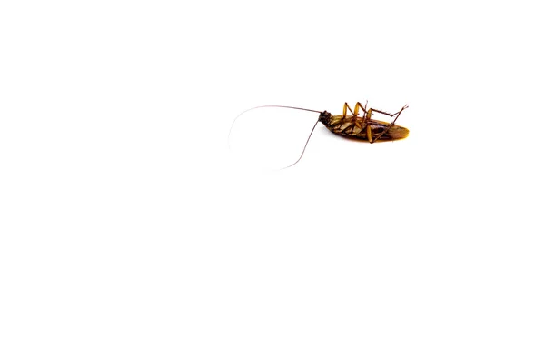 Dead cockroach on white background — Stock Photo, Image