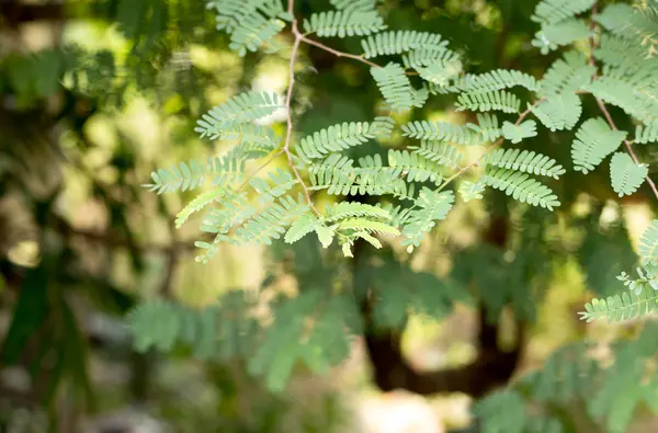 Selective focus green leaf background — Stock Photo, Image