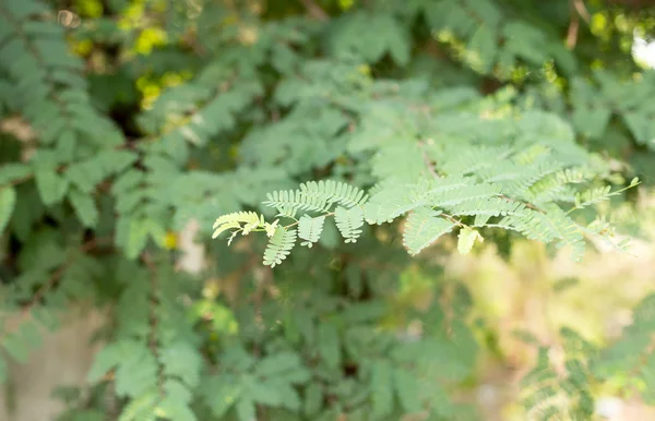 Selective focus green leaf background — Stock Photo, Image