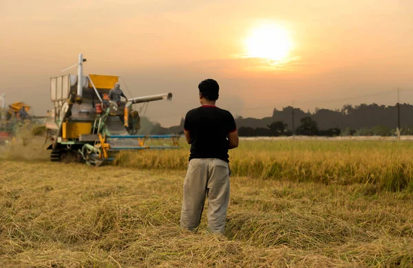 Hombre no identificado con máquina cosechadora para cosechar arroz — Foto de Stock