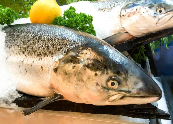 Fresh salmon fish on ice — Stock Photo, Image