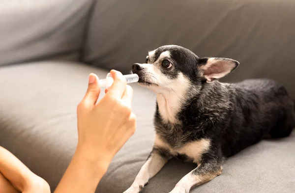 kadın şırınga ile chihuahua köpek için ilaç verin
